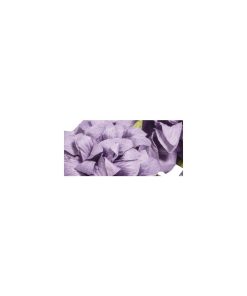 Papier-Anemonen in Violett